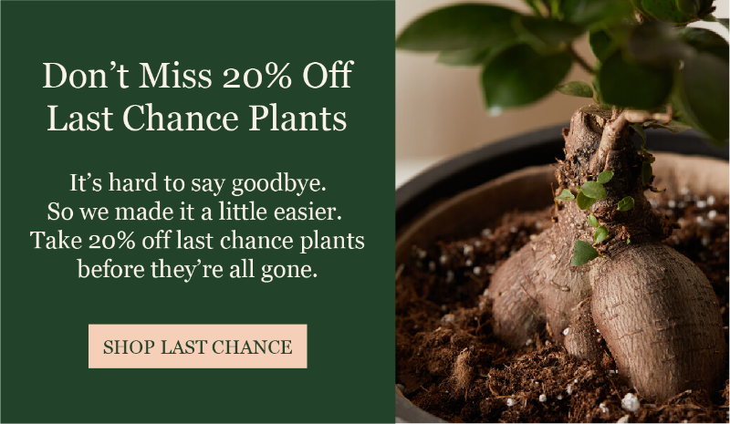 Last Chance Plants