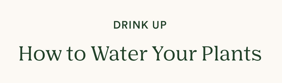 How to water your plants, learn more