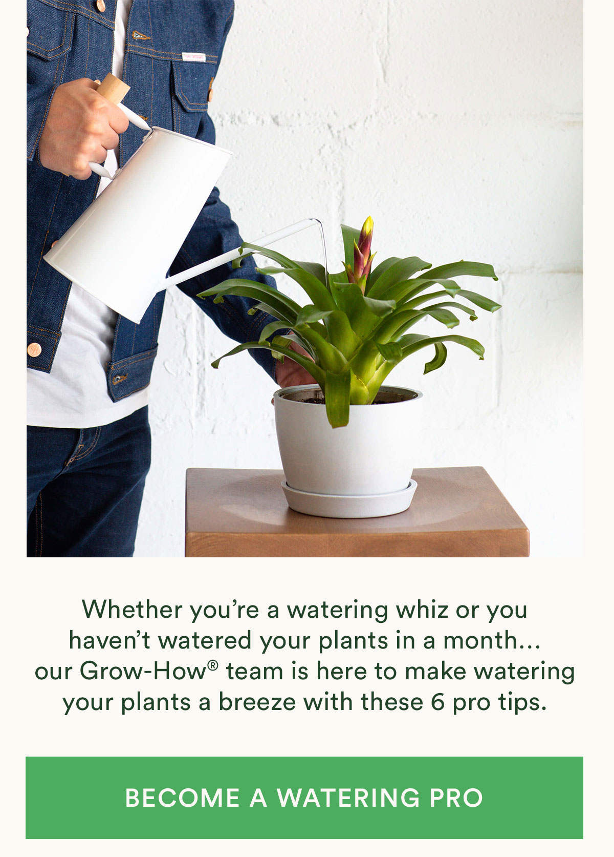 Become a watering pro