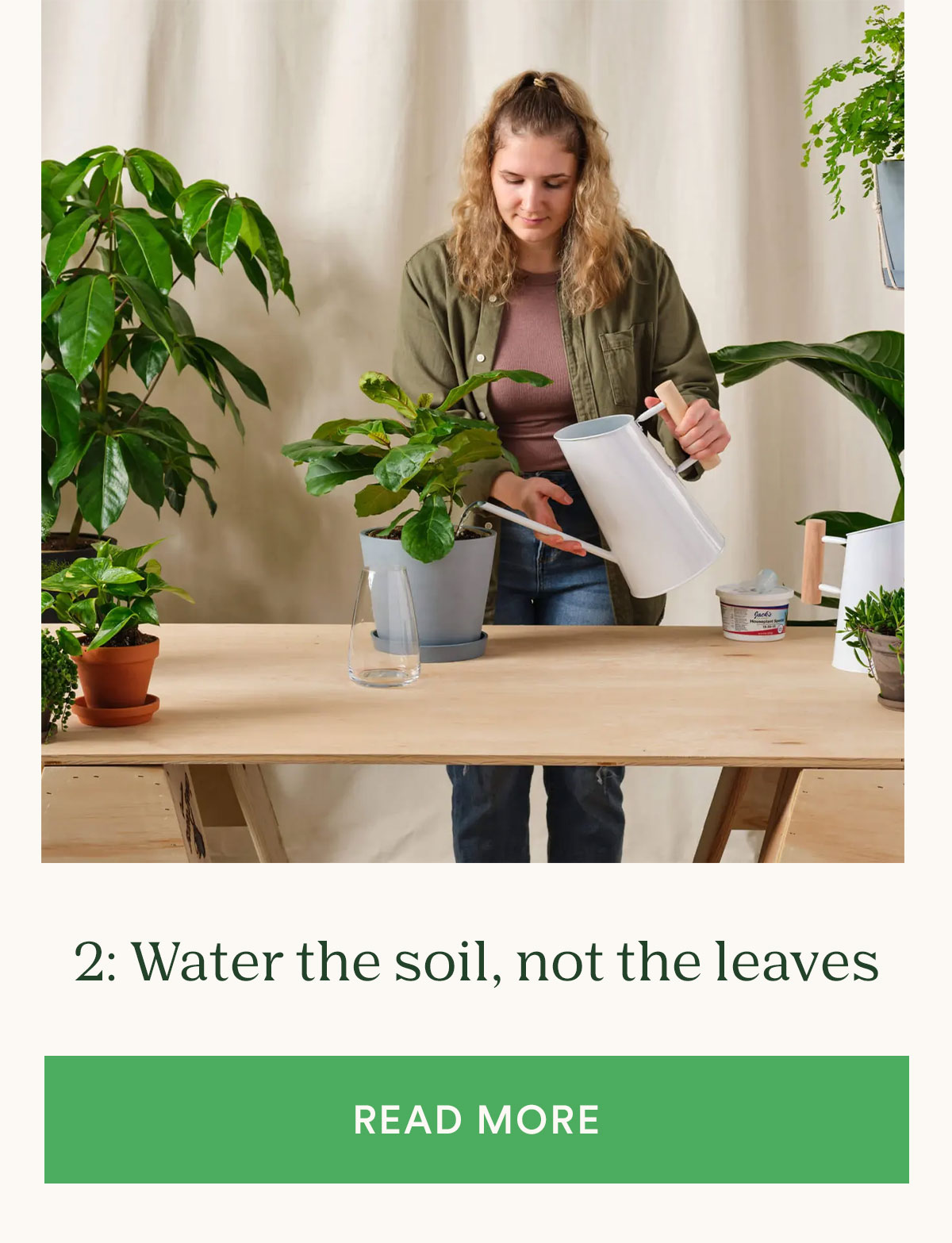 Tip 2: water the soil, not the leaves - learn more