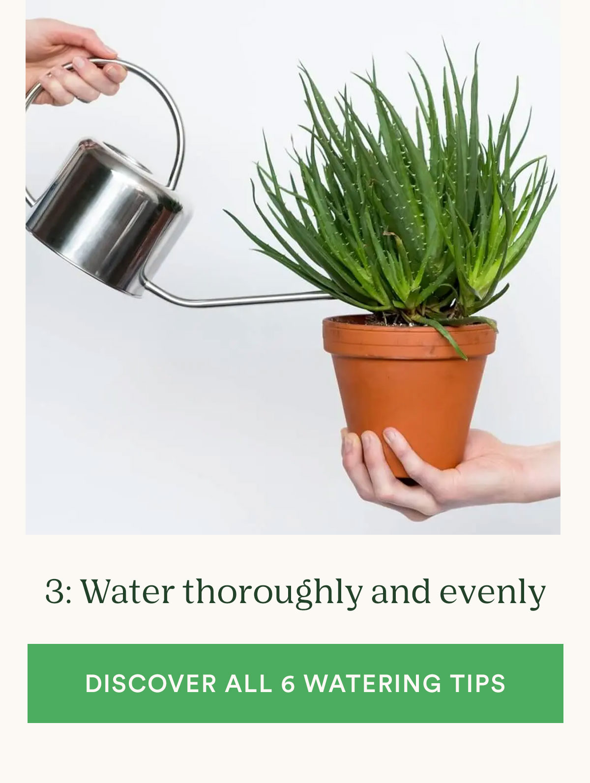 Tip 3: water thoroughly and evenly - learn more + discover all our watering tips