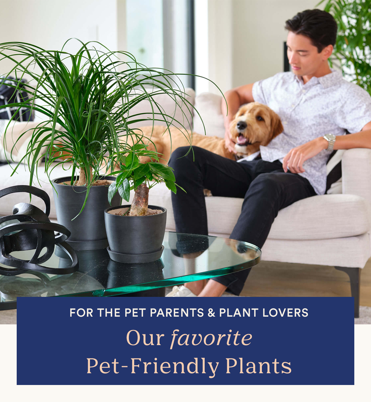 Our favorite pet friendly plants