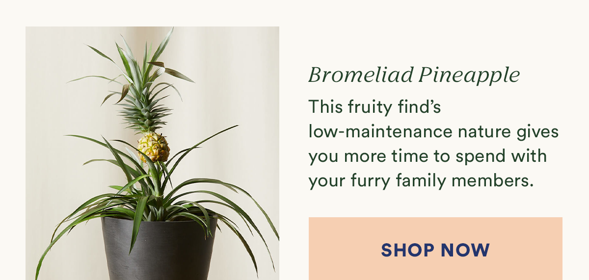 Shop Bromeliad Pineapple