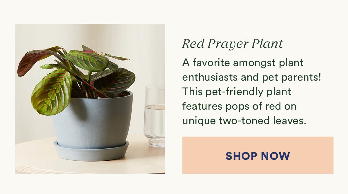 Shop Red Prayer Plant