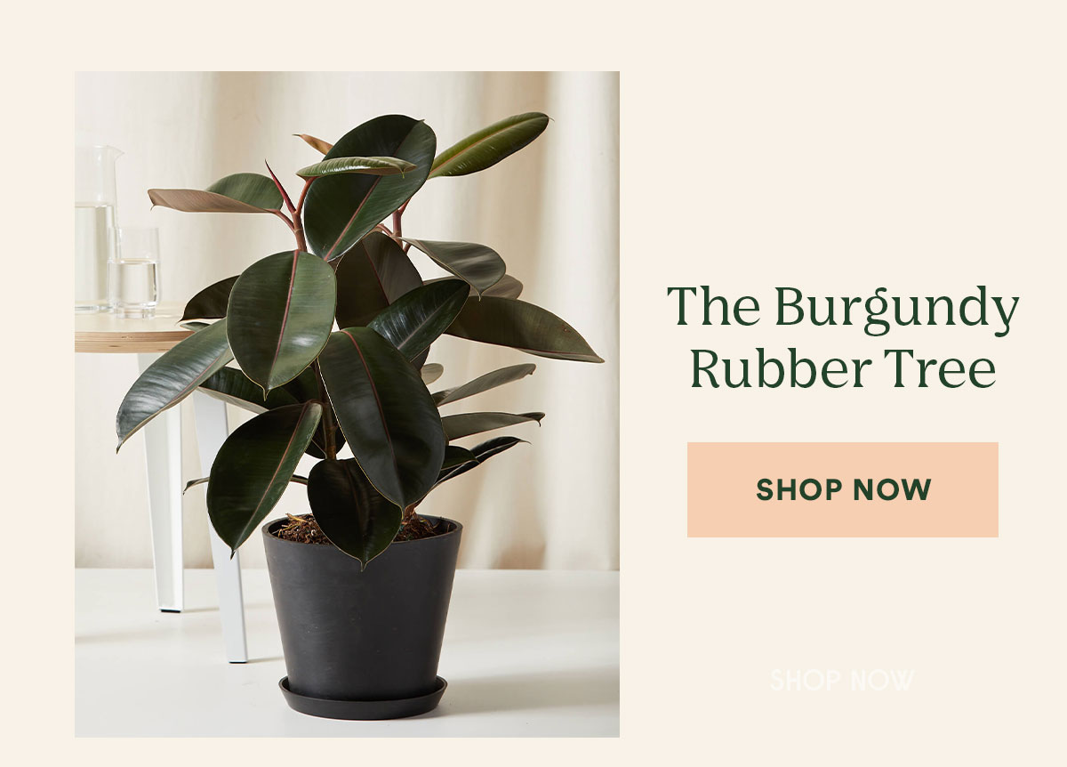 Shop the Burgundy Rubber Tree