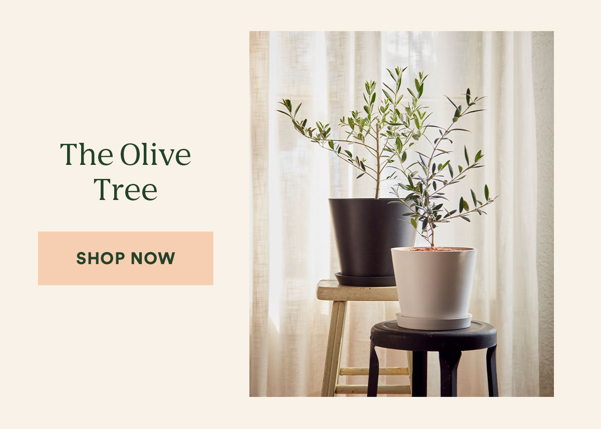 Shop the Olive Tree