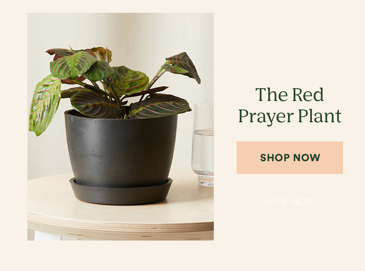 Shop the Red Prayer Plant