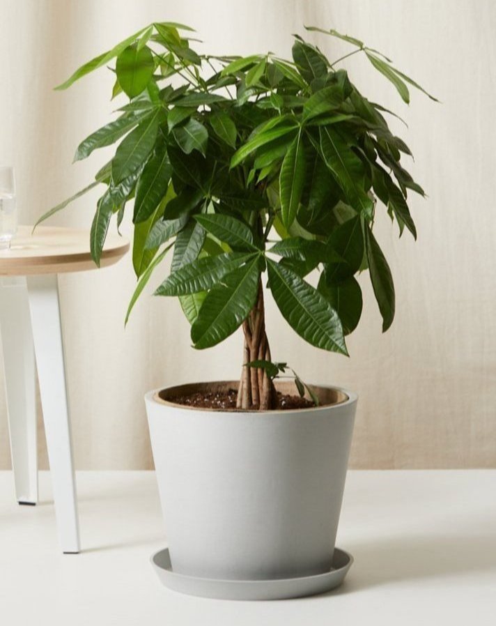 Potted Money Tree in a Stone Color Pot