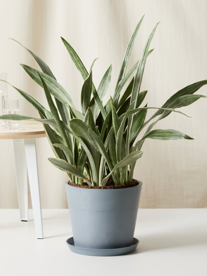 A Sansevieria Sayuri in a light blue pot. 