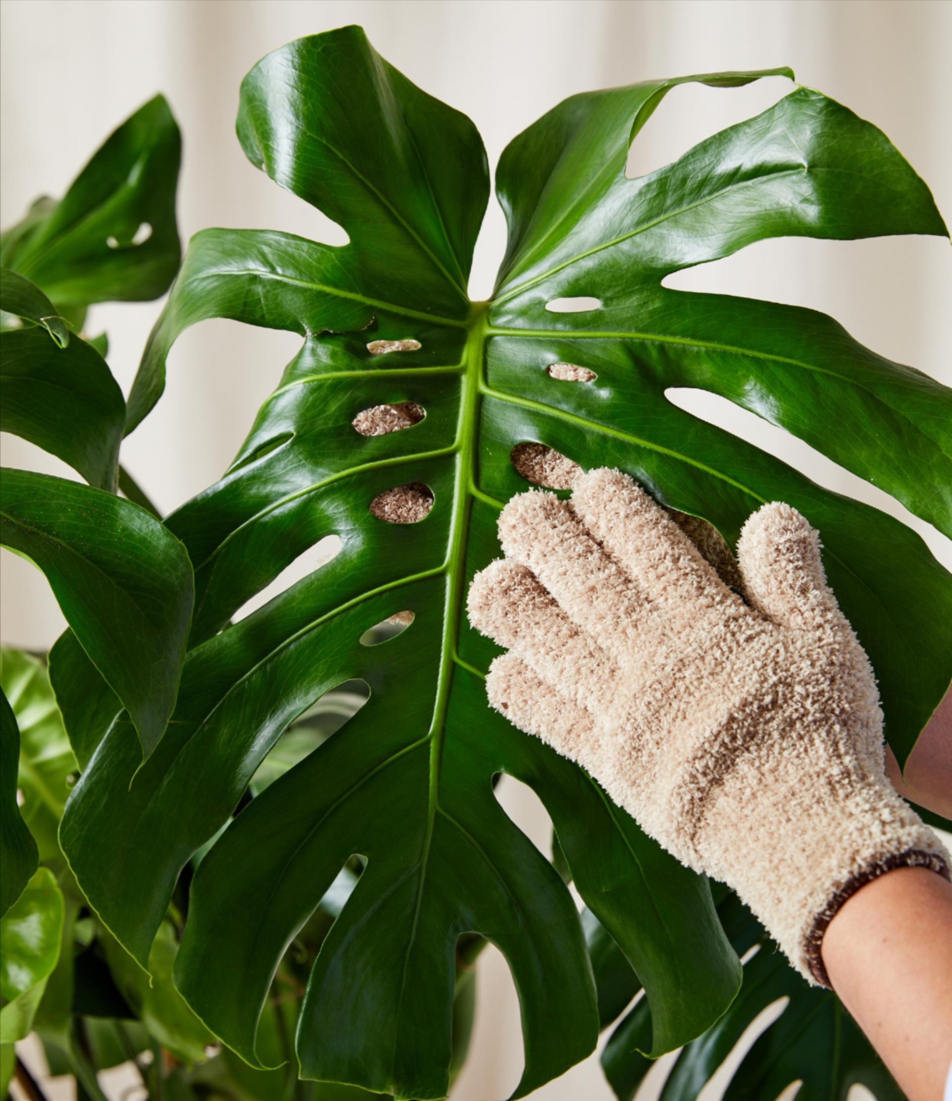 Dusting Gloves with a Monstera Leaf