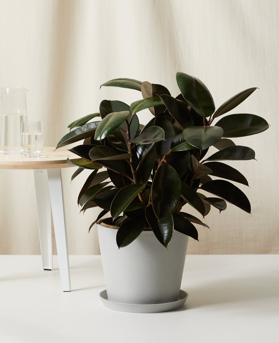 Potted Rubber Tree in a stone color pot. 