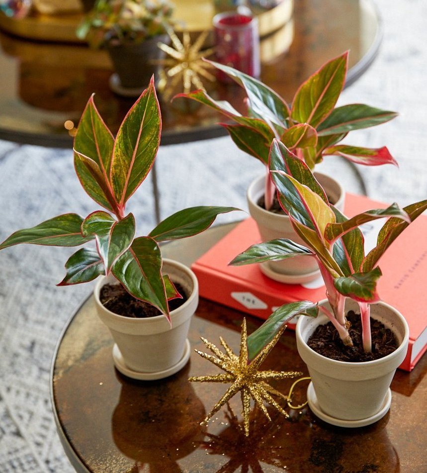 Pink Aglaonema Collection