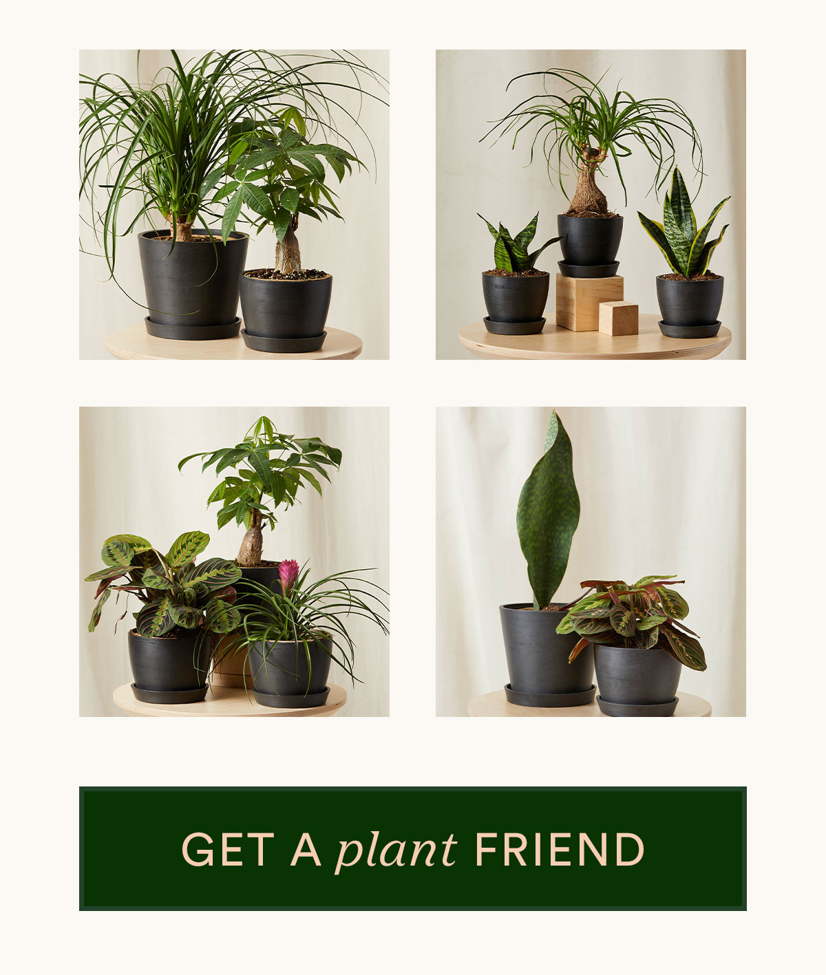 Get a new plant friend