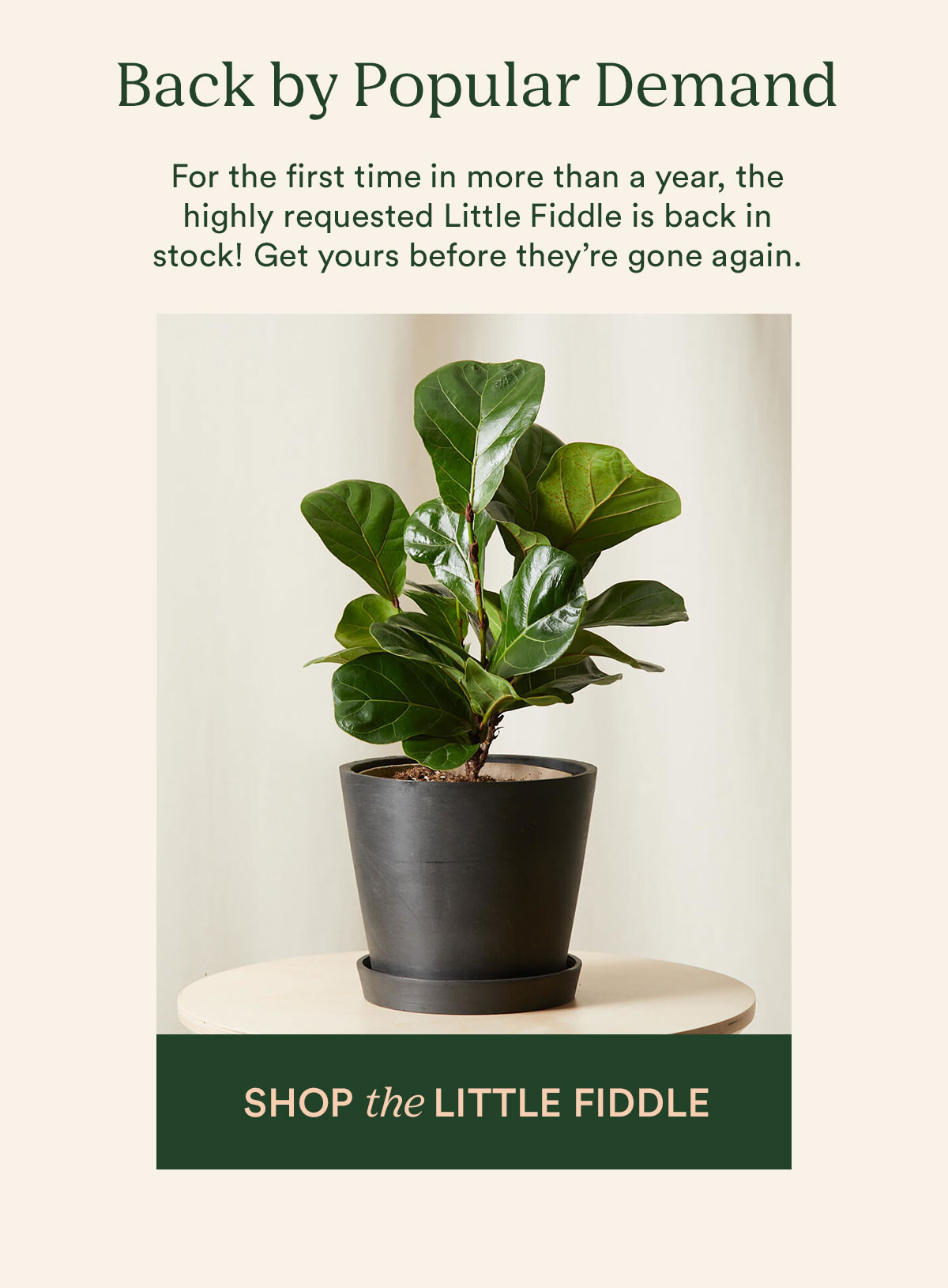 The Little Fiddle is back!