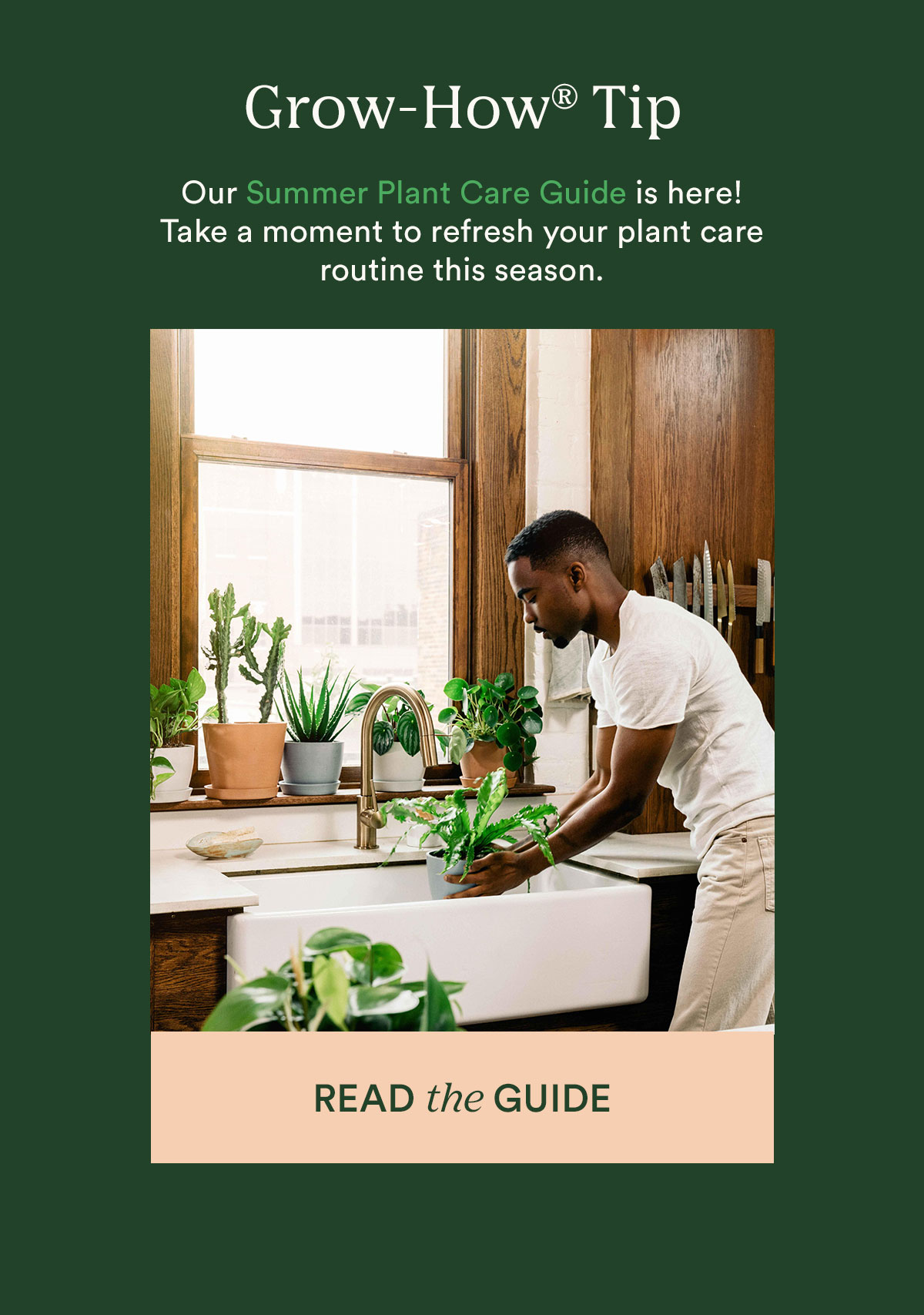 Grow-How Tip: The Summer Plant Care Guide, read more