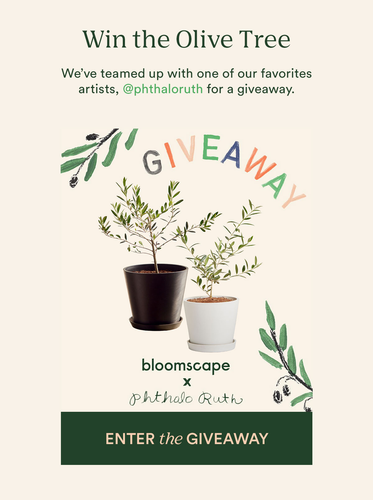Win the olive tree + a print, enter the giveaway