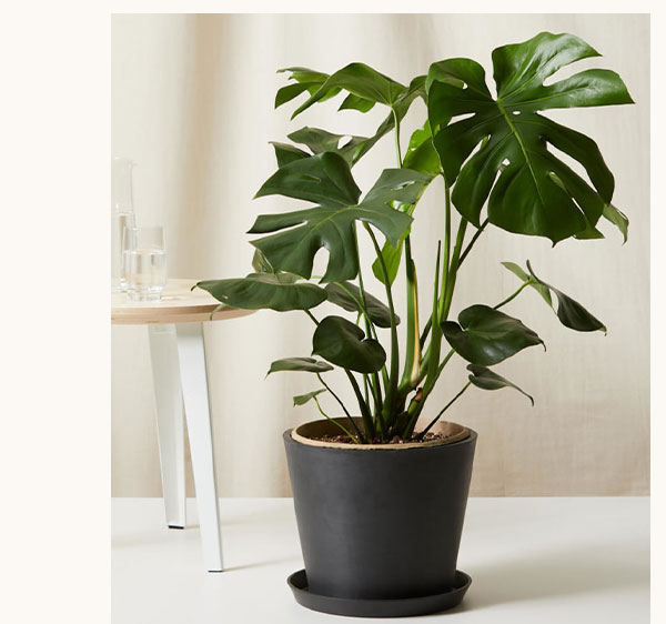 Shop Monstera