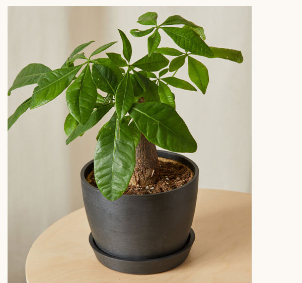Shop Mini Money Tree
