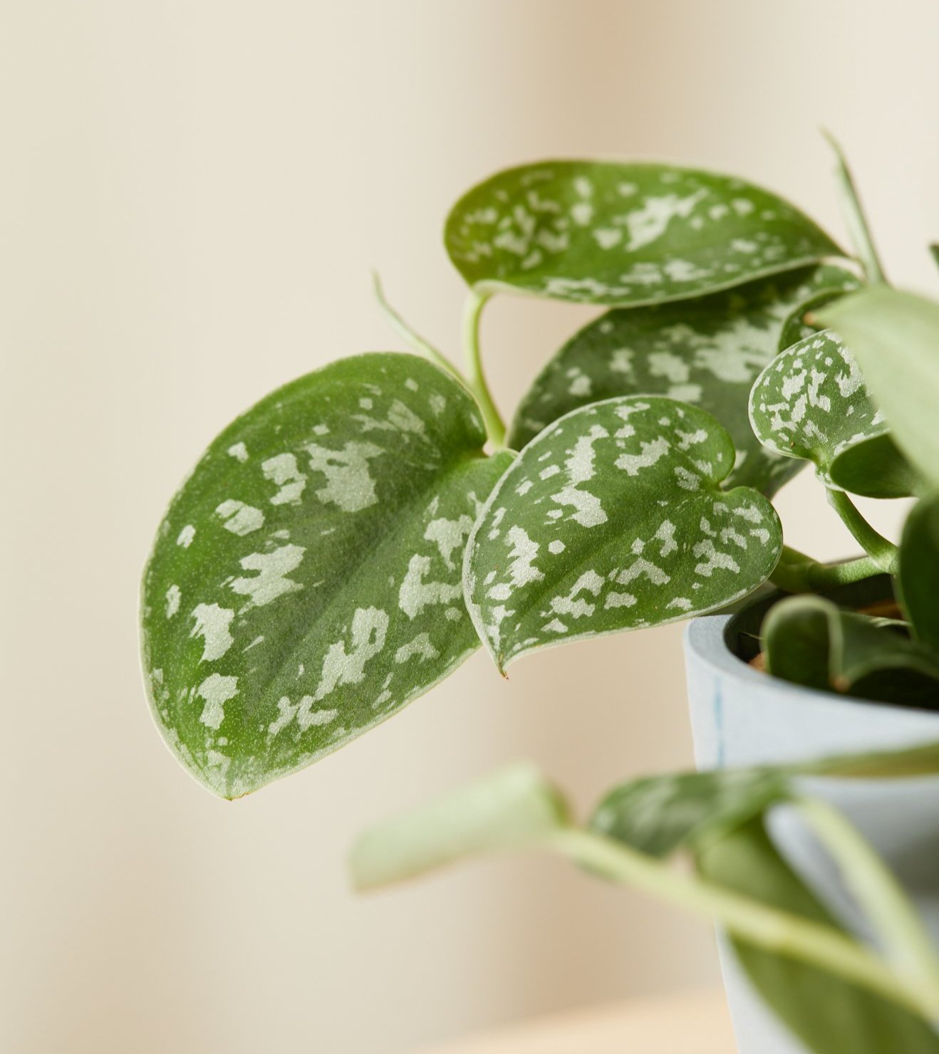 Silver Pothos