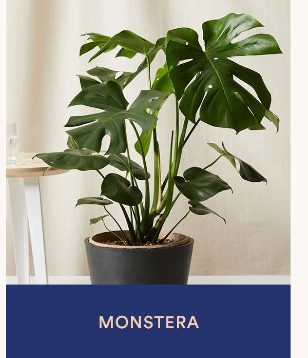 Shop Monstera