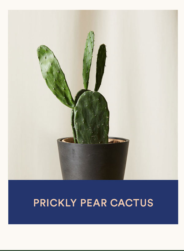 Shop Prickly Pear Cactus