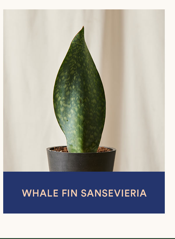 Shop Whale Fin Sansevieria
