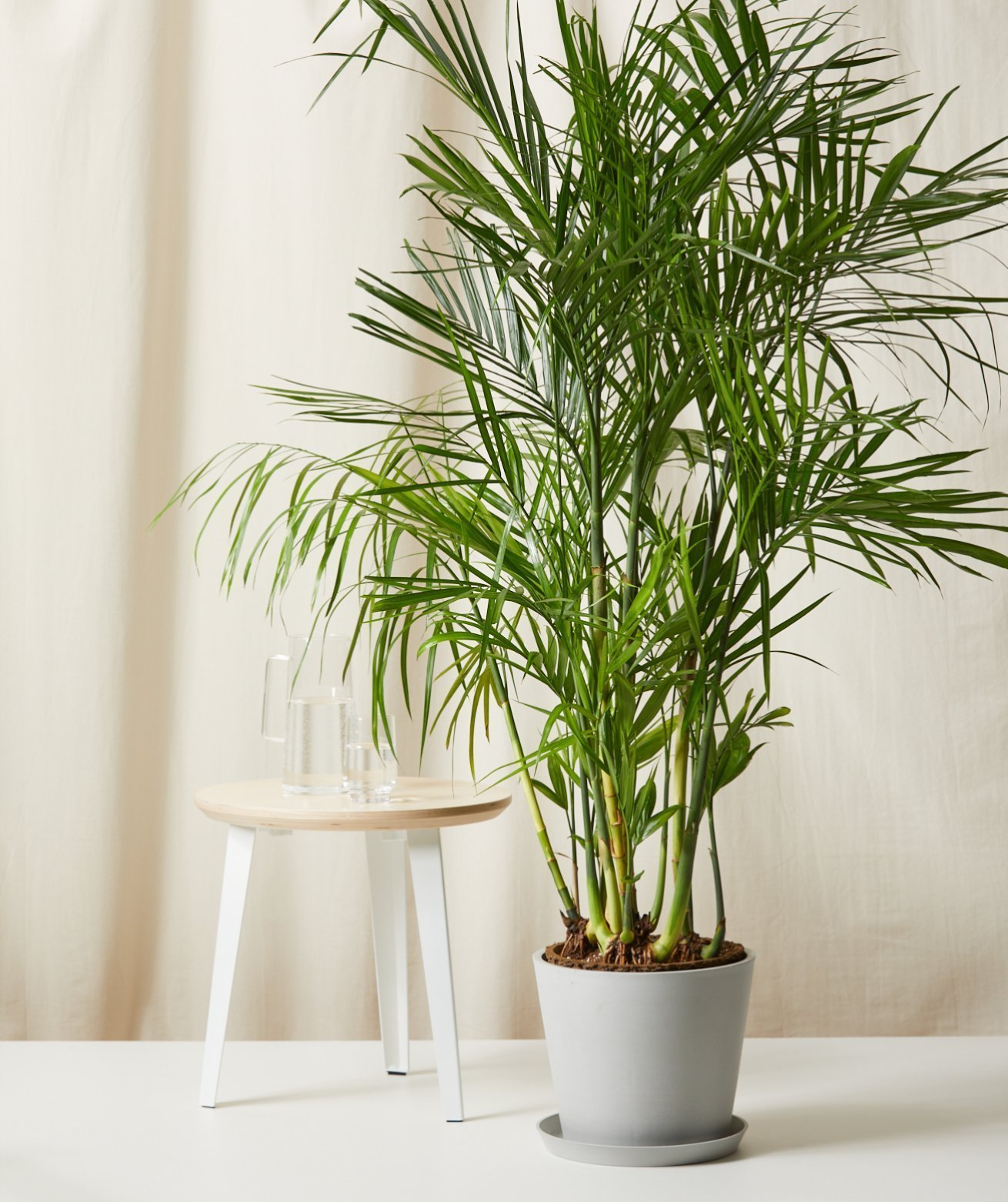 XL Bamboo Palm