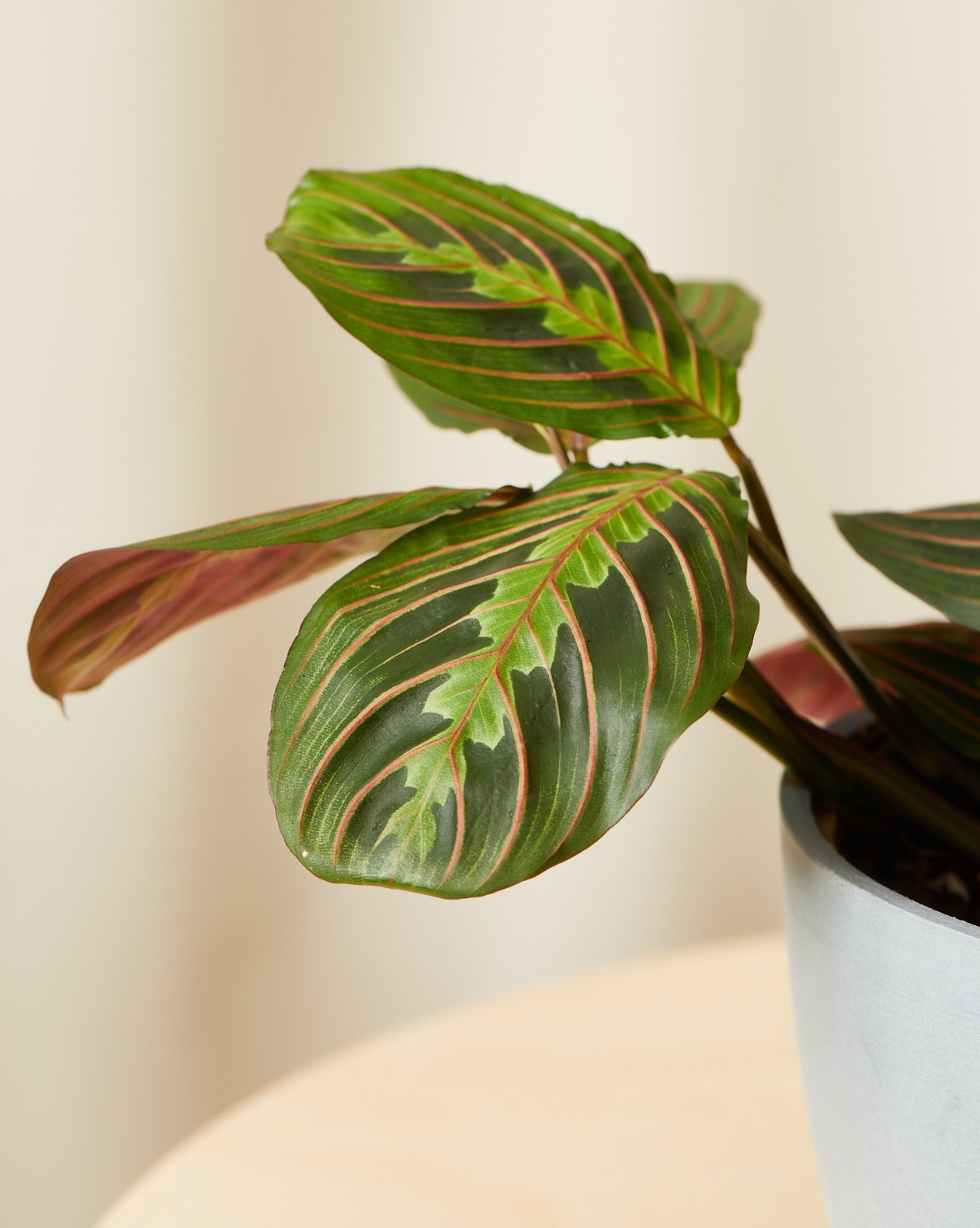 Close Up of.a Red Prayer Plant