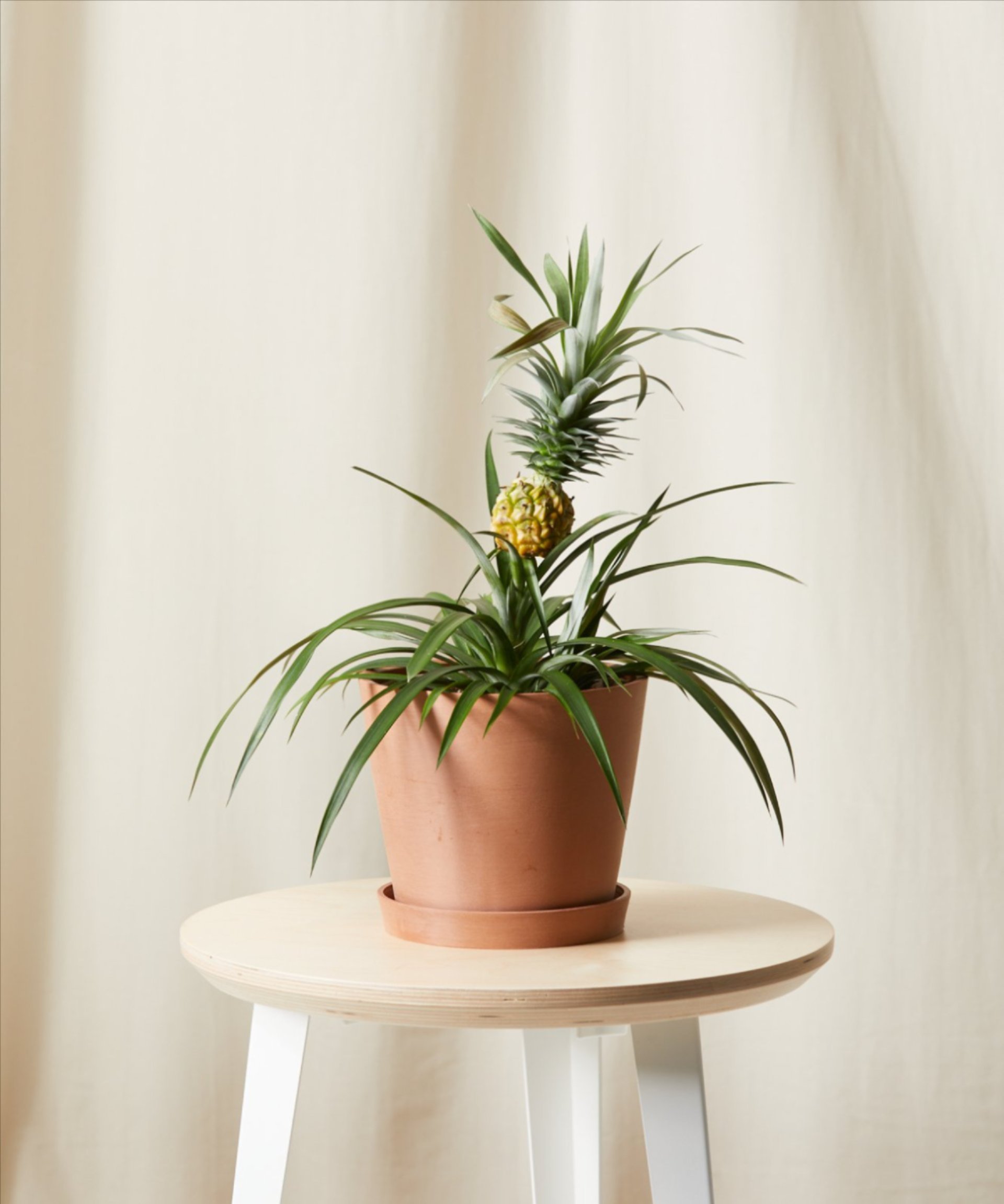 Bromeliad Pineapple
