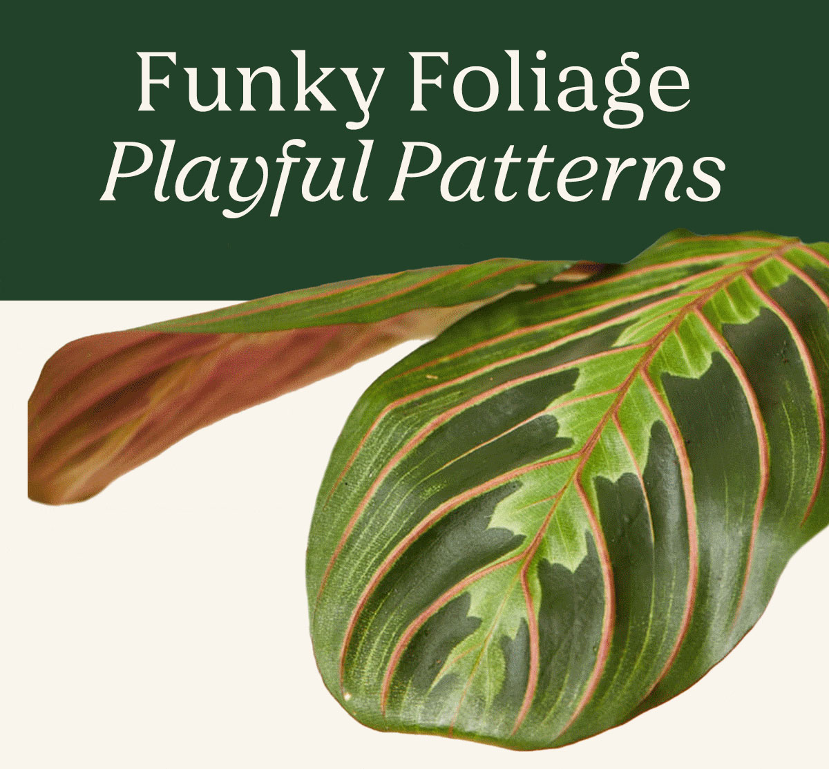 Funky Foliage, Playful Patterns