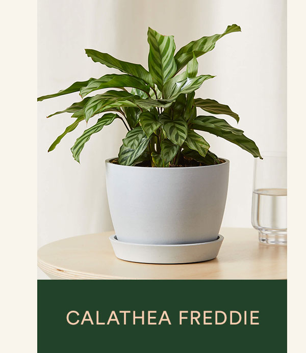 Shop Calathea Freddie