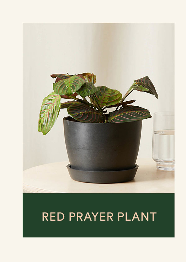 Shop Red Prayer Plant