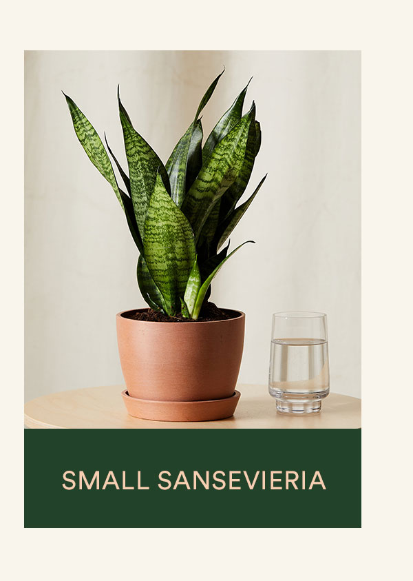Shop SM Sansevieria 