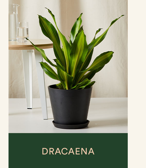 Shop Dracaena Golden Heart
