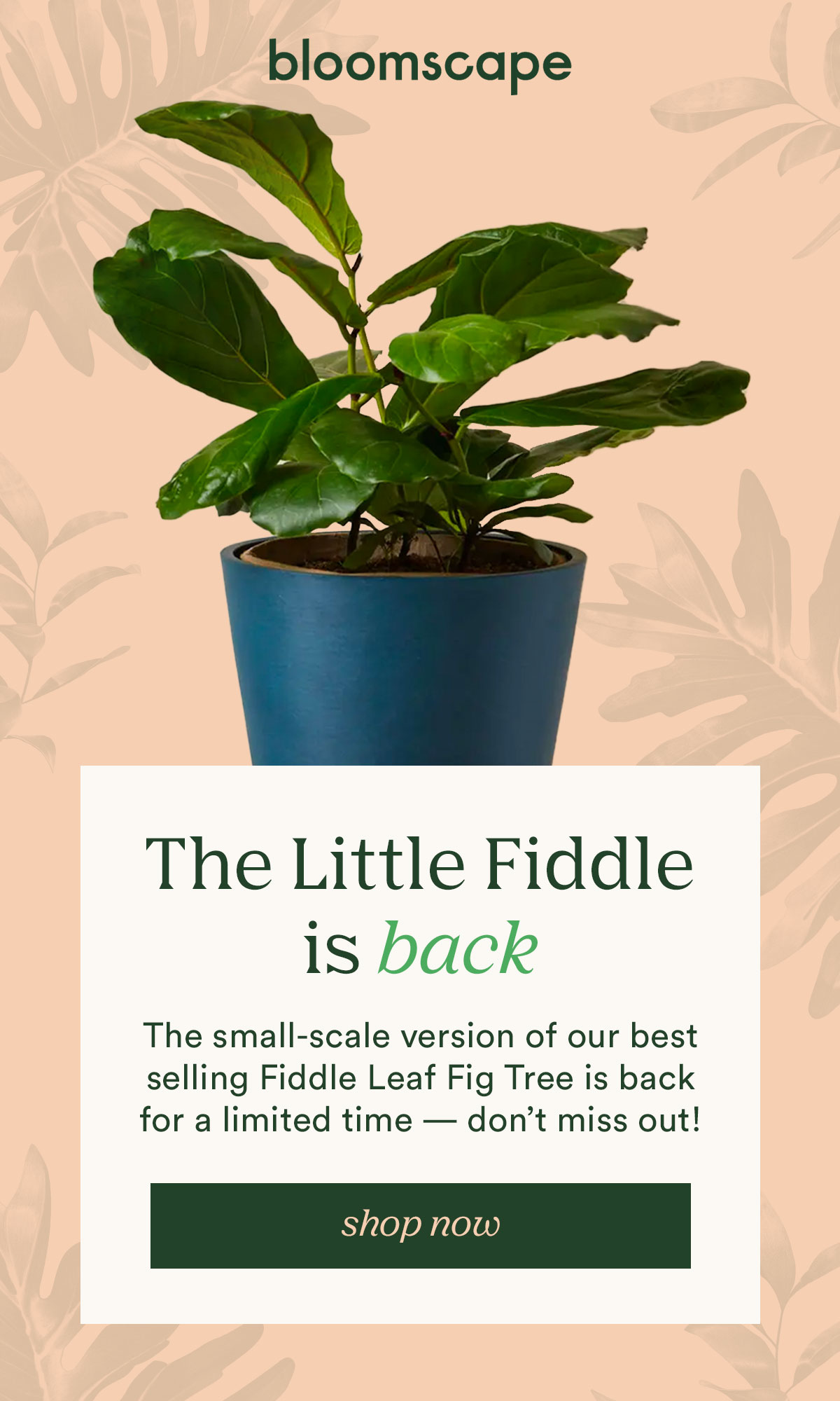 Back in stock: the little fiddle, shop now