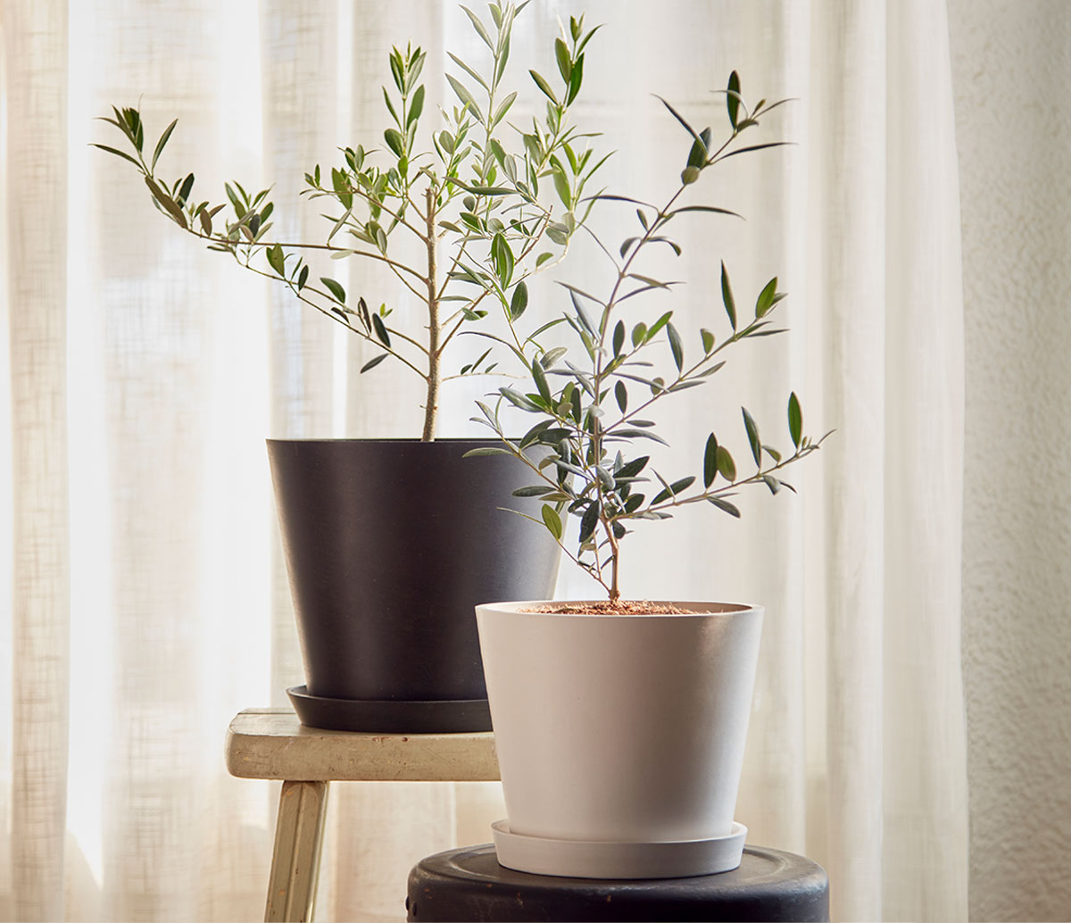 The Olive Tree
