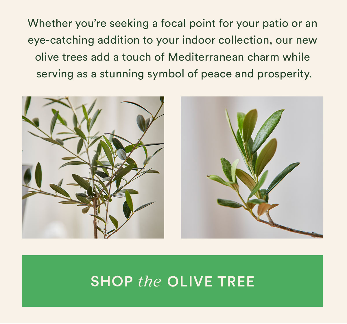 Shop the Olive Tree