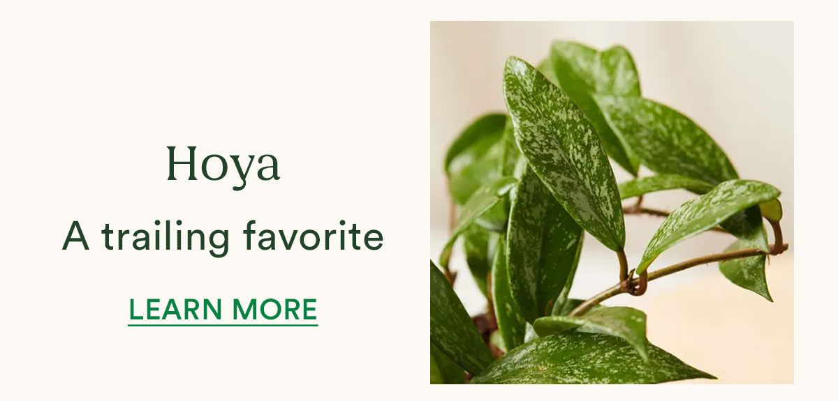 Learn more about the Hoya