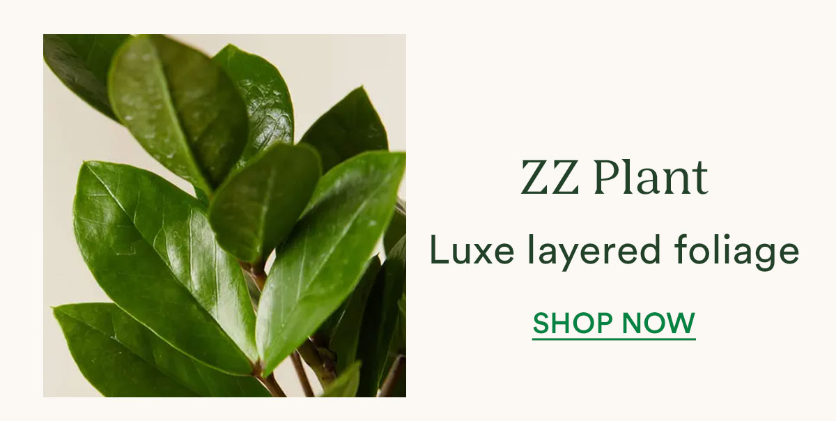 Shop the ZZ Plant