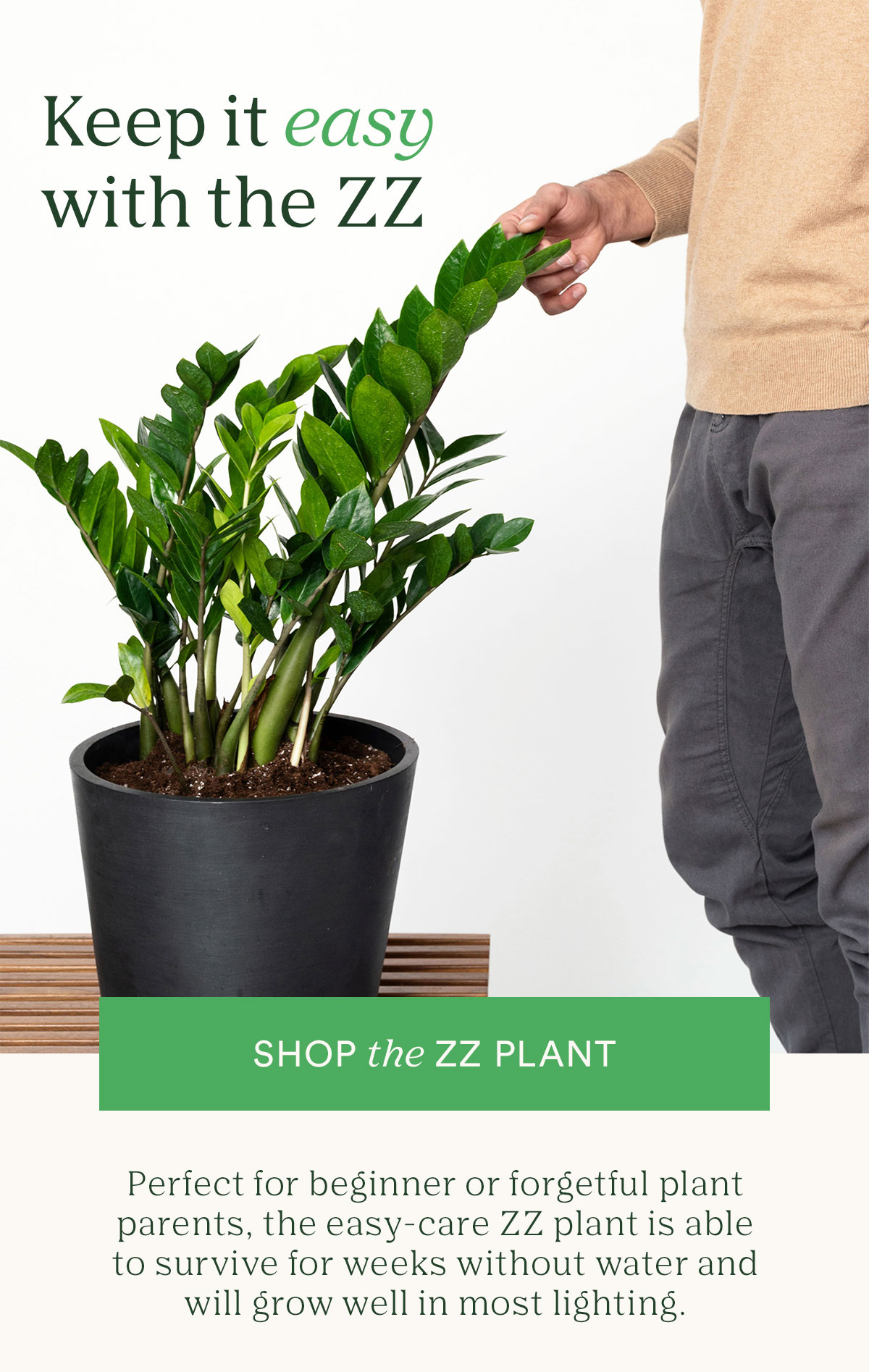 Shop the ZZ plant
