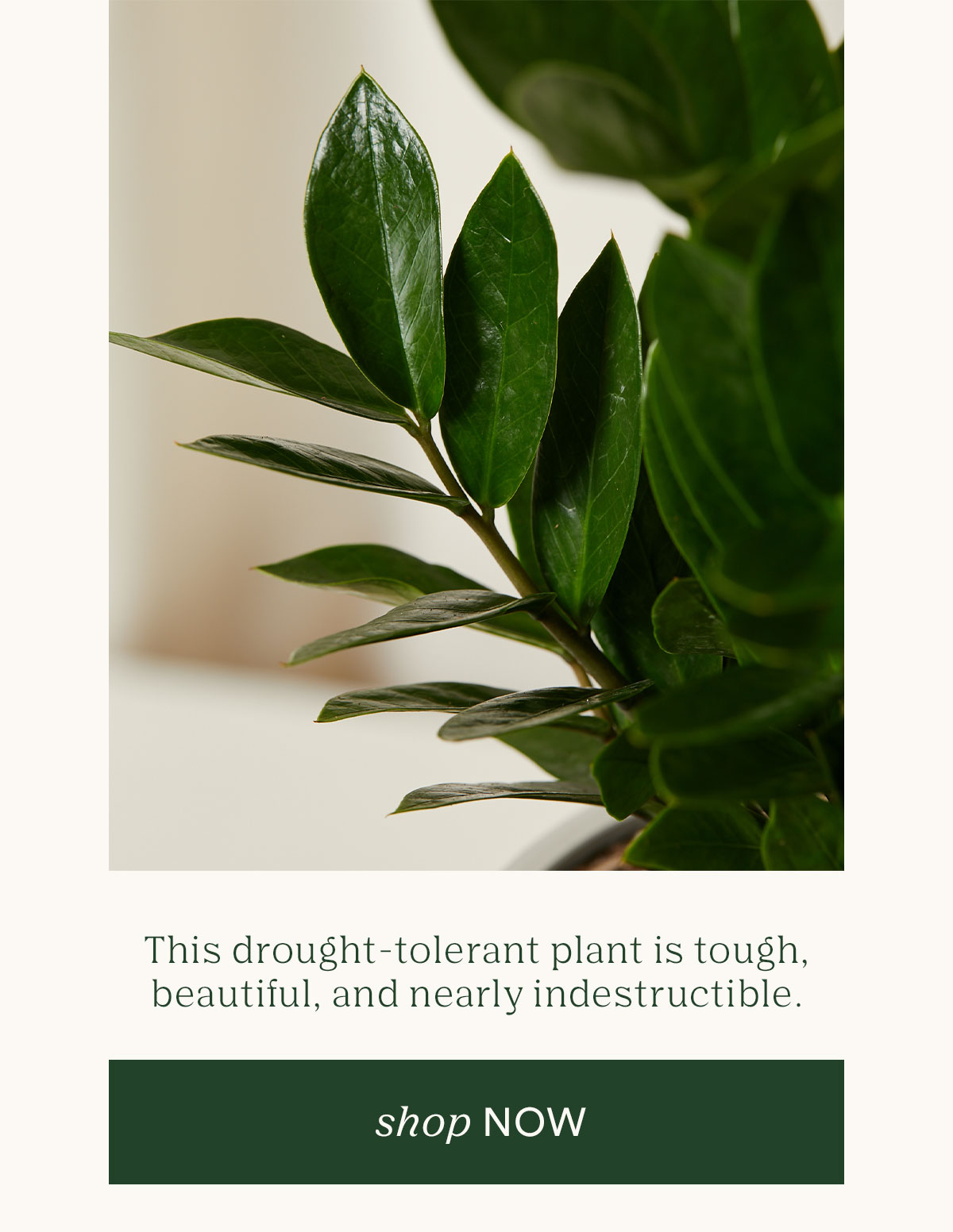 Shop the easy ZZ Plant