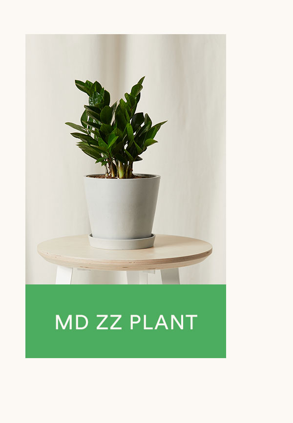 Shop MD ZZ plant