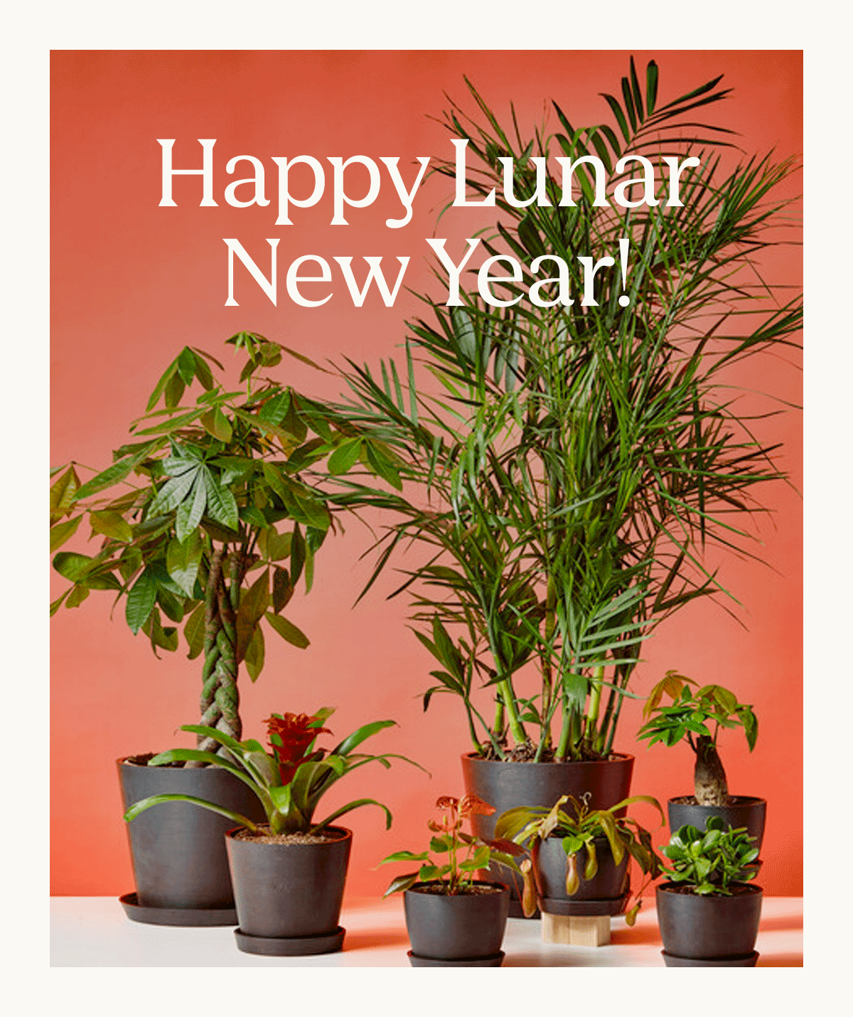 Lunar New Year Shop