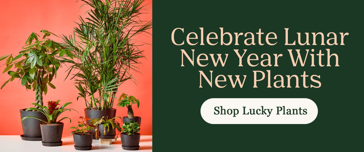 Lunar New Year Shop