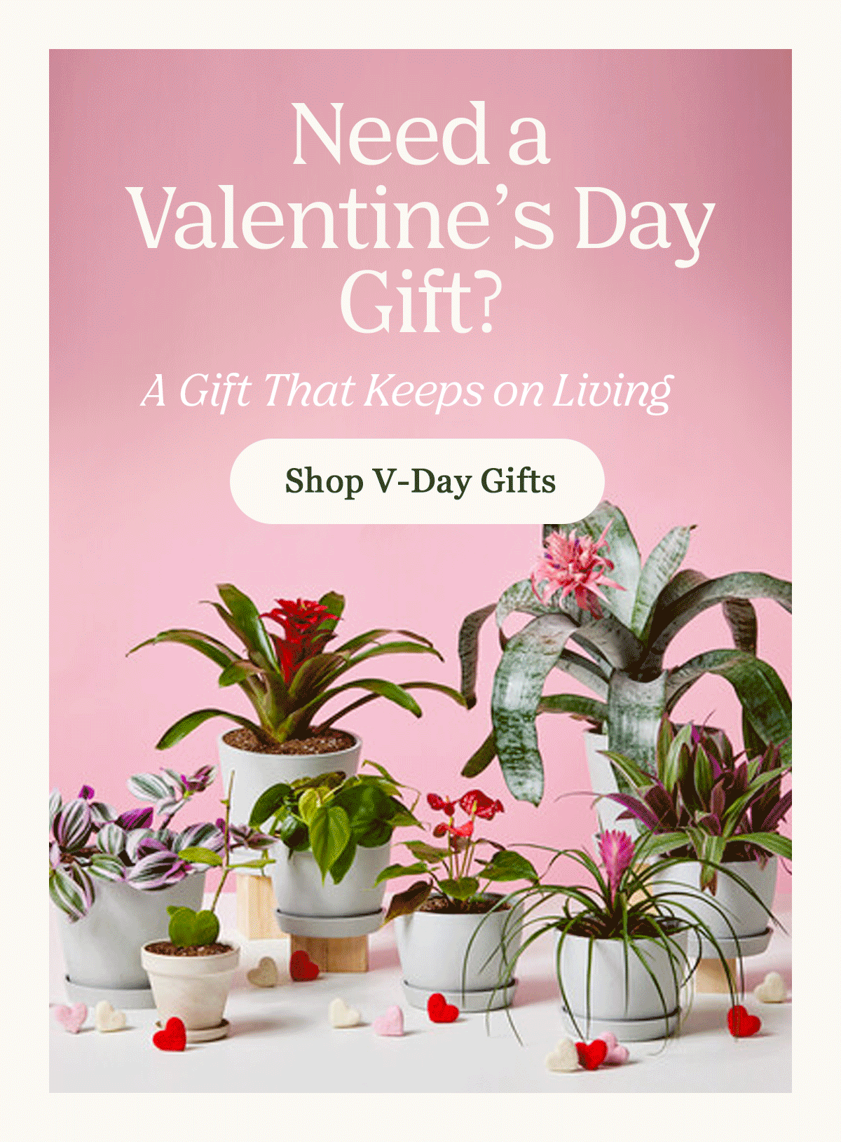 Shop Valentine Day Gifts
