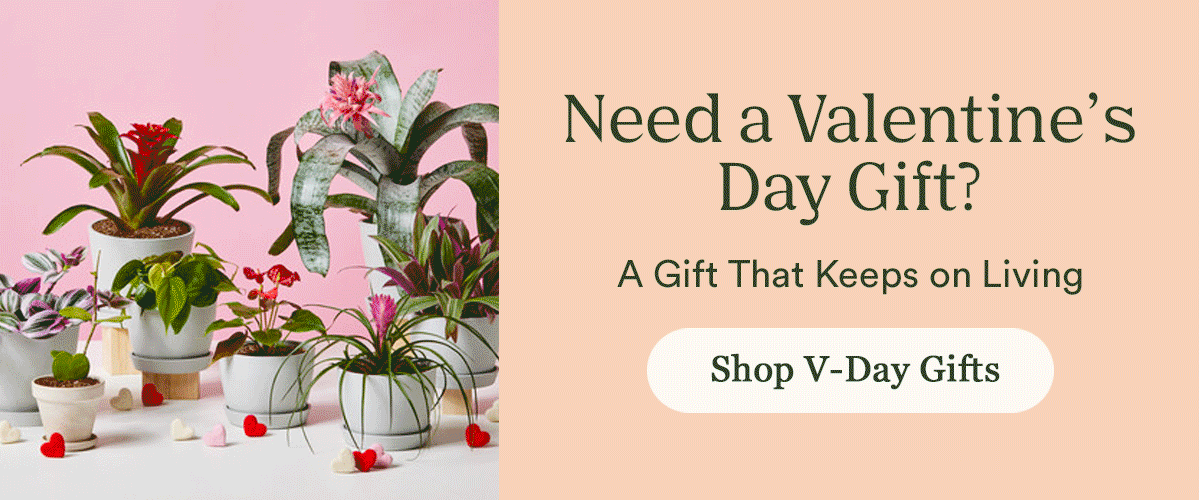 Valentine's Day Shop