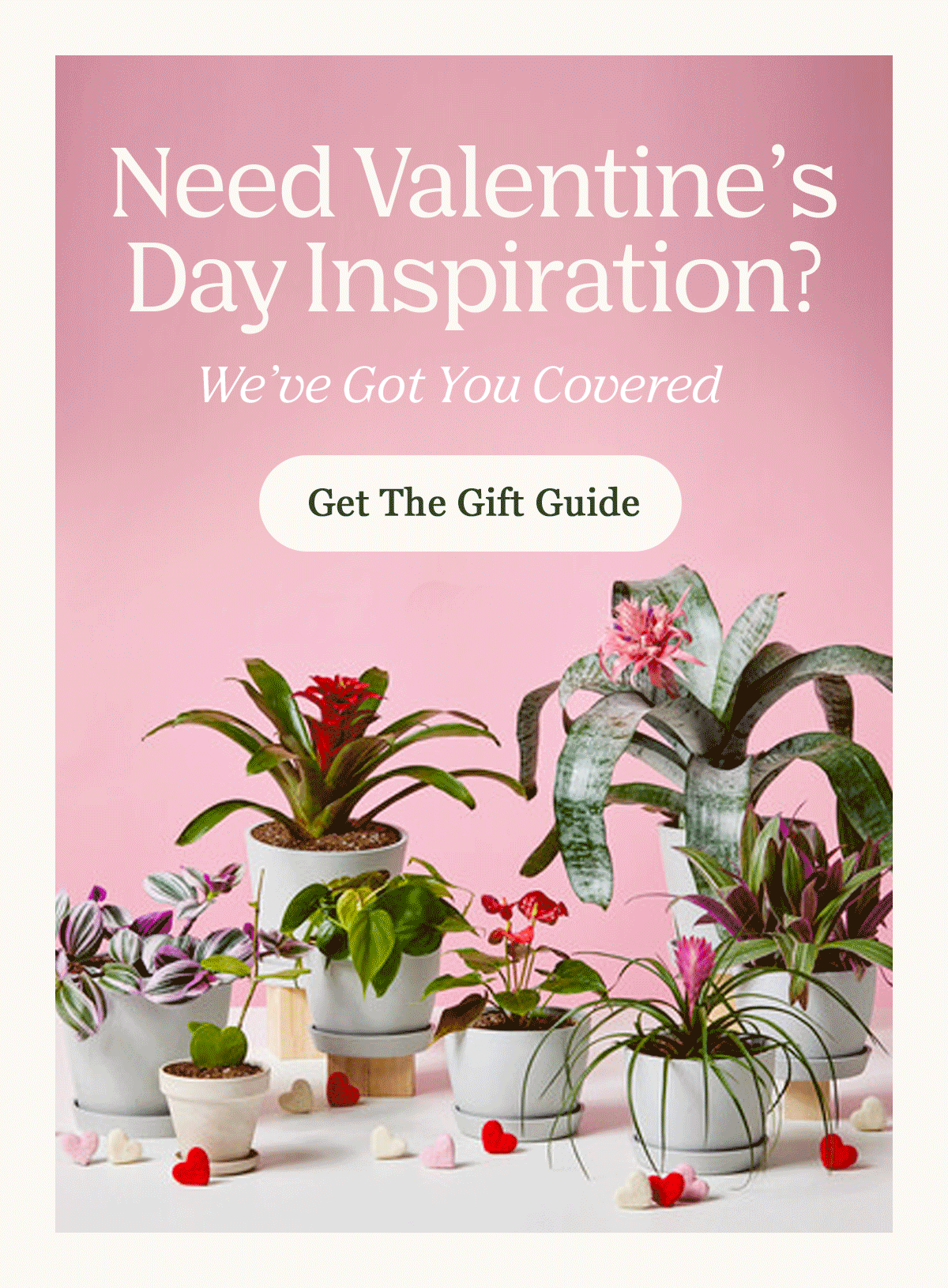 Valentine's Day Gift Guide