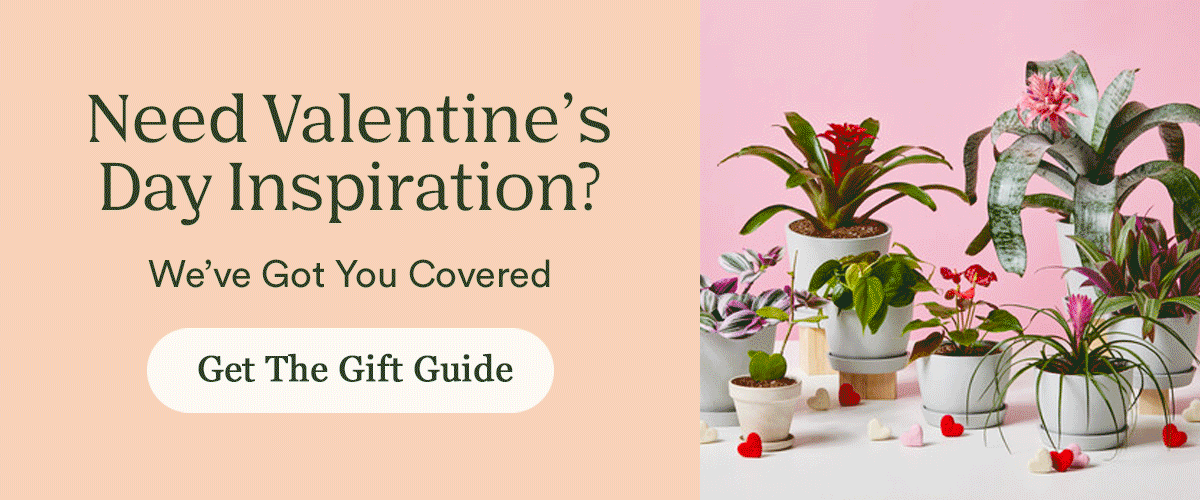 Need Valentine's Day Inspiration