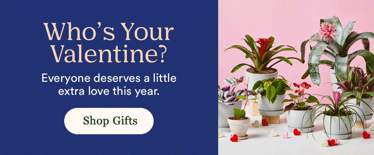 Valentine's Day Shop