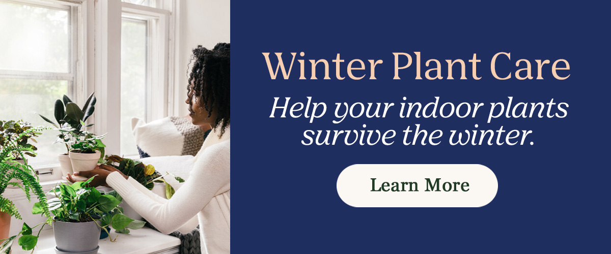 Winter Plant Care